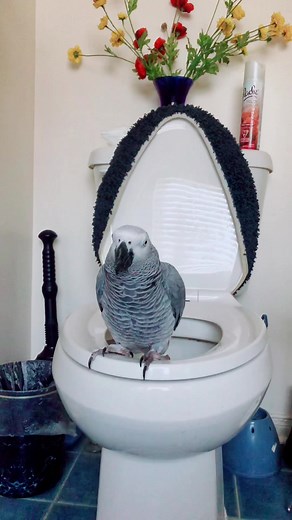 Potty Training Parrots: A Smart and Talented Feat