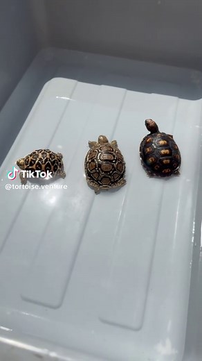 Tortoise bath time! Helps the tortoise be hydrated and digest. Also basking helps them to break down nutrient. #fyp #viral #reptile #tortoise #wildlife #sulcatatortoise #redfoortedtortoise #cherryheadtortoise #leopardtortoise #indianstartortoise #swimming #trending