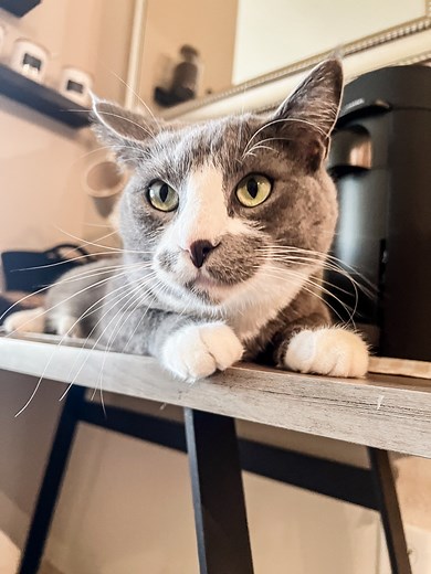 Cats benefit from consistent interactive play and exercise as much as dogs and people do. 🐈Play encourages your cat to exercise, helps maintain a healthy body weight and keeps muscles toned and strong. These activities let cats express their natural instincts and keep their minds alert and active. Especially if they are an indoor-only pet, your cat will benefit both physically and mentally. Learn more in our blog: dpf.pet/playtime-is-good-for-kitty. | Diamond Pet Foods