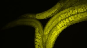 Worms Get Ready to Fly in Space