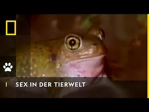 NATIONAL GEOGRAPHIC - Sex in der Tierwelt | National Geographic HD