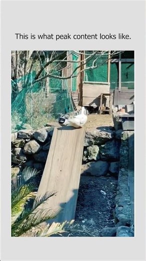 Stay inspired — #PeakContent #FunnyAnimals #GoodVibes