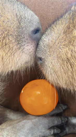 Happy Valentine’s Day 💝 #capybara #capybaracafe #animalcafe #shanghaitrip #shanghaitravel