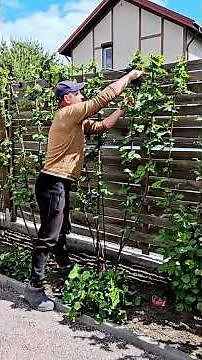 Spring blackberry pruning (Experiment) #gardeneralex