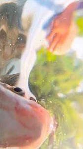 😳Denzar☠️ litel fish amazing video 🫵🏻💪🏻 #viral #ytshorts #trending #youtubeshorts #shorts #fish