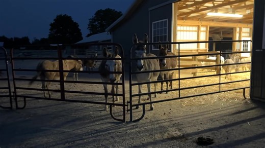4.4K views · 260 reactions | This is a video taken from inside the paddock and shelter that Bea and Chickabee have. They are in the girl’s barn, but have their own secure space and pasture. But listen to the excitement from the herd. This went on and on for a couple hours following the birth of the baby! | Little Longears Miniature Donkey Rescue | Facebook