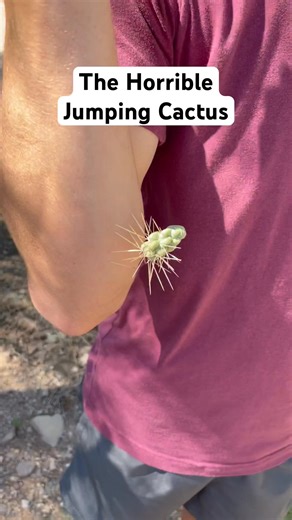 The Jumping Cholla Cactus stuck in arm and extracted #nature #cactus | Sam Erixx