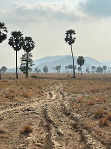 570K views · 38K reactions | កាលពីក្មេងឃ្វាលគោស្រេកទឹក ផឹកទឹកស្រះឆ្ងាញ់ណាស់ នឹកឃើញសែនស្រណោះ凉凉 | MP Printing Services | Facebook