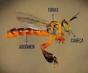 Insetos: características, classificações e exemplos