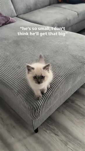 Meet Pablo: The Massive Cat Making Waves Online