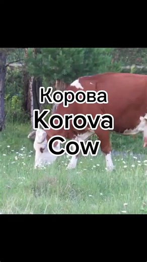 LearnRussian on TikTok