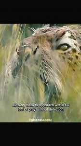 134K views · 2.2K reactions | How powerful were the saber-toothed cats,exactly?#animals #foryou | Pinchaskeene | Facebook