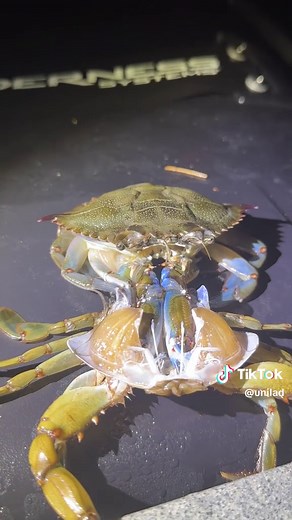 Hermit Crabs Leaving Their Shells to Molt - Amazing Timelapse Video
