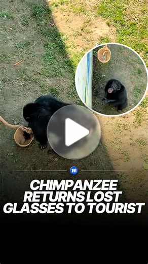 A clever chimp cooperated with a zookeeper by picking up the glasses and carefully placing them into a collection basket. Even more touching, as the zookeeper pulled the basket back using a rope, the chimp gently supported it with its forelimb, perfectly assisting in the 'return ceremony.' 🎥 Credit: Newsflare
