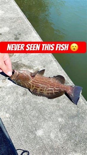 Giant Grouper Fish Catch #fishing #grouperfish #catchandrelease