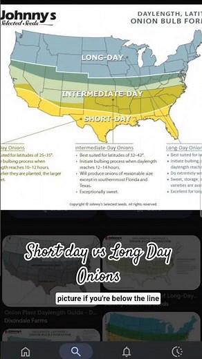 Short Day vs. Long Day vs. Intermediate Day Onions Explained! #onions #shortday #longday #gardening