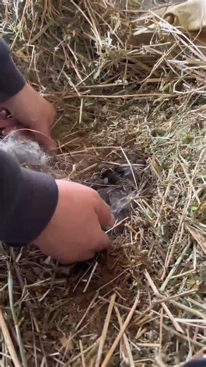 |SAW A BABY RABBIT CRYING FOR HELP| #animals #wildliferescue #lovestory #funny #pets #rabbit #bunny
