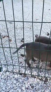 4.9K views · 453 reactions | Boxe Bully-clan on Reels | Facebook