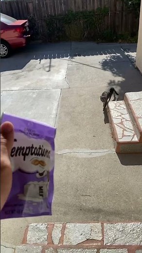 Temptations Treats for Cats Commercial Test