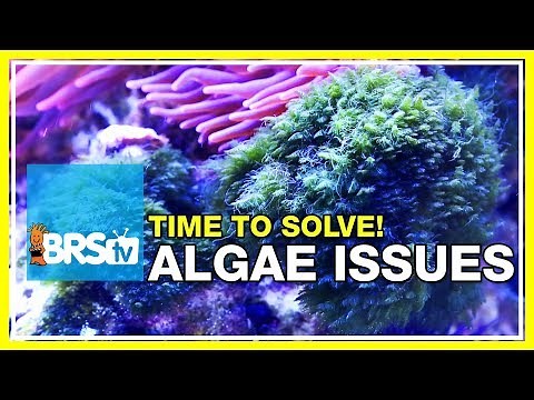 Week 48: Keep algae out of your reef tank FOREVER! | 52 Weeks of Reefing