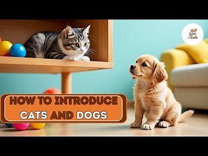How to Introduce Cats and Dogs Without the Drama | Step-by-Step Pet Introduction Guide