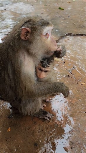 sweet adorable cute lovely baby monkey Lynx hugging attractive #shorts #shortsfeed #monkey