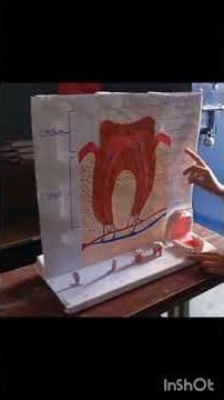 Model of teeth and its explanation #model #biologyshorts #sceinceproject #shorts