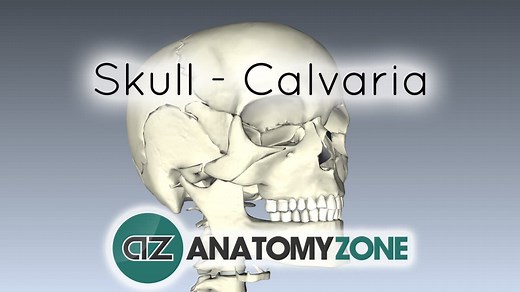 Skull - Bones of the Calvaria - 3D Models, Video Tutorials & Notes | AnatomyZone