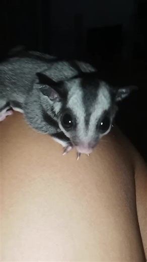 cantiknya Ucil😚 #sugarglider #cute