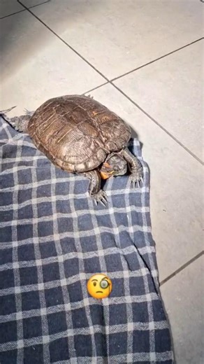 Observing turtle #turtles #pets #viralvideo