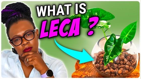 LECA Clay Balls Explained: A Beginner’s Guide