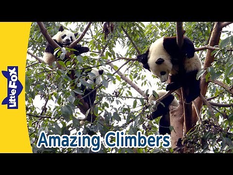 Amazing Climbers! Koalas, Pandas, Leopards and More! | Little Fox