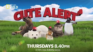 23K views · 458 reactions | CUTE ALERT! Experience some serious cuteness overload on Nat Geo WILD every Thursday (tonight) at 8.40pm HKT, 7.40pm BKK/JKT. #CuteAlert | National Geographic Asia | Facebook