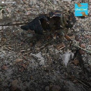 139K views · 1.5K reactions | This is how a real "zombie" looks like...