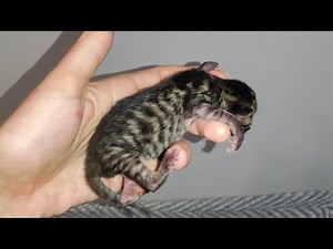 How kittens grow and change from birth to a month. So cute video!