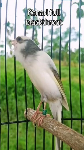 luxurious sounds of canary for training birdsong,bird singing,bird Chirping | short....