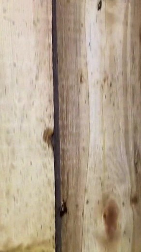 What do you guys do to prevent cockroach infestations in your home #pestcontrol | Malori Jordan-Taylor