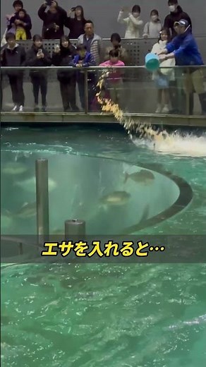 Watching Fish Dance made me want to go fishing for yellowtail.
