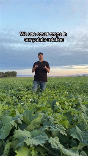 1.8K views · 94 reactions |  Cover crops are like a cozy blanket for the soil! They do a great job of protecting it, feeding it, and keeping it healthy between harvests. They add nutrients, prevent erosion, & help the soil stay alive + thriving for the next season’s crops.  Reposted from @rootschips . . . #Familyfarm #covercrops #regenerativeag #farmlife #idaho #farmersofinstagram | Regenerative Farmers of America | Facebook