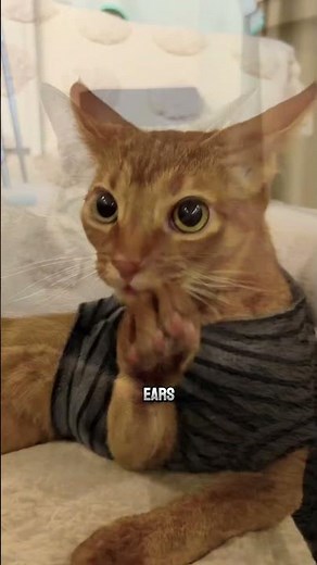 Your Cat’s Airplane Ears Are Not Random