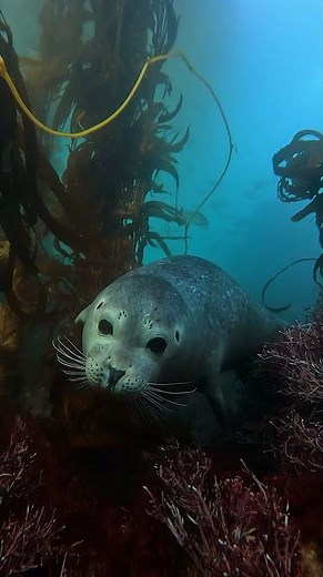 Finding calm beneath the surface 🌊 🦭 #Seal #Wildlife #Shorts