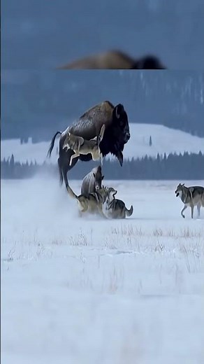 Fearless Bison Defends Calf From Hungry Wolves