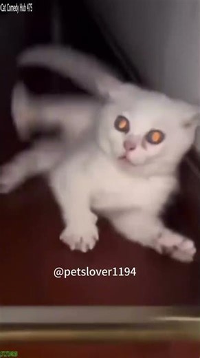 Funny Cats 2025 🐱 funny cats talking 😾 # Part 1849