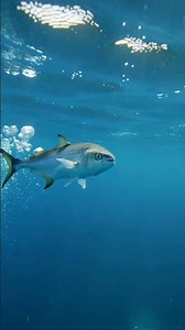 Which animal is the fastest marine creature #facts #quiz