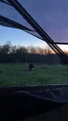 HDR Strutter is waiting! | Avian X