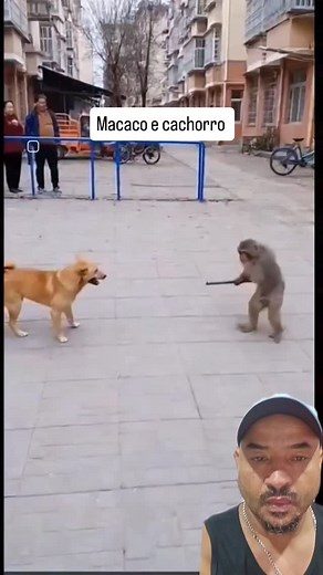 938 reactions · 18 shares | Briga feia cachorro e macaco | Luizinho Cardoso | Facebook