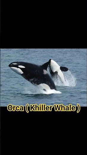 Amazing Orca Facts | The Ocean’s Smartest Predator 🐋