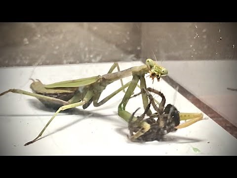 CRAZY FIGHT - PRAYING MANTIS VS WOLF SPIDER