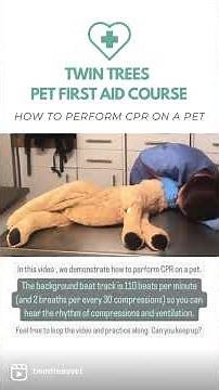 How to perform CPR on a pet