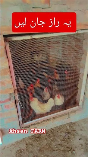 Poultry Farming Business Tips ya Murgi Farm Kaise Shuru Karein? 🐔 #Shorts #PoultryFarming